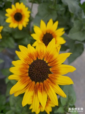今日份隨手拍-植物園