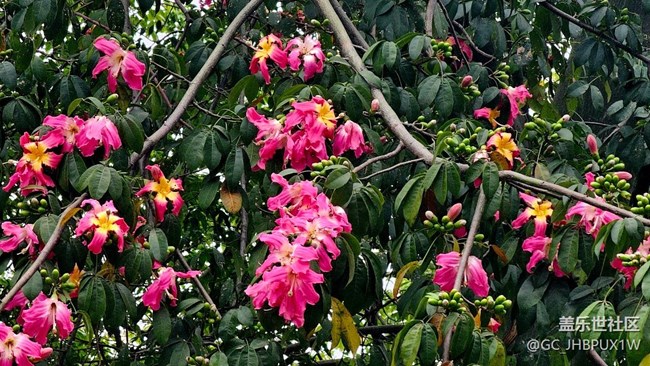 【Galaxy影像】自然的律動+11月的異木棉