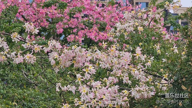 【Galaxy影像】自然的律動+11月的異木棉