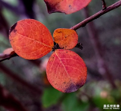 【生活禮贊】+?行攝秋葉紅