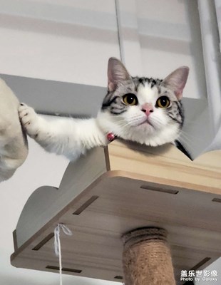 兒子養(yǎng)的美短，氣質(zhì)不凡