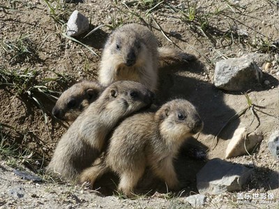 土撥鼠的一家