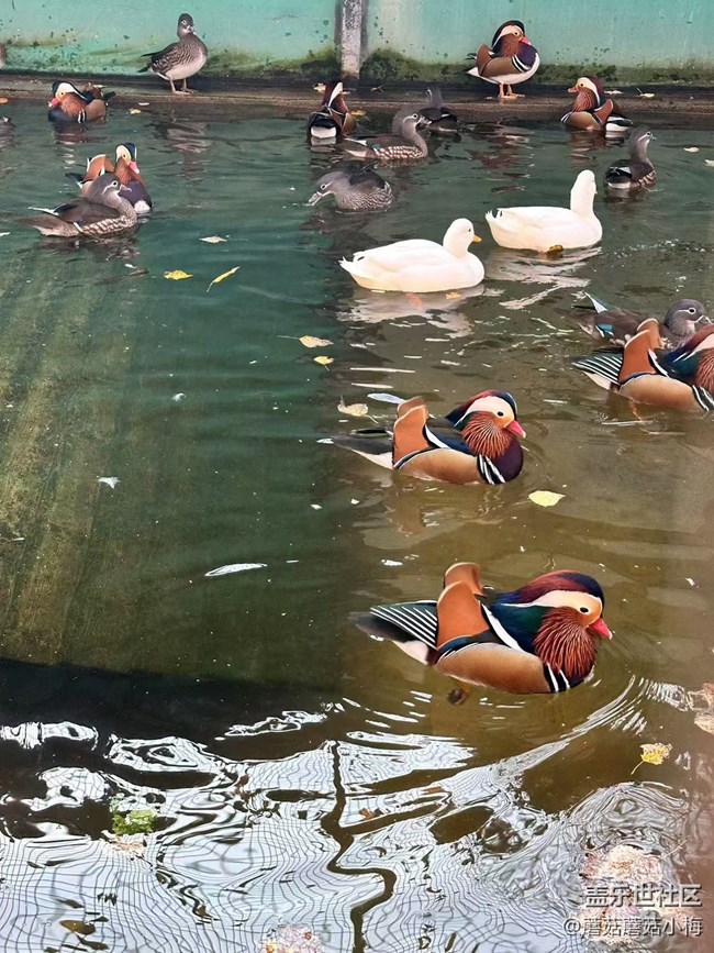 【回顧貼】秋游鳥島，其樂無窮
