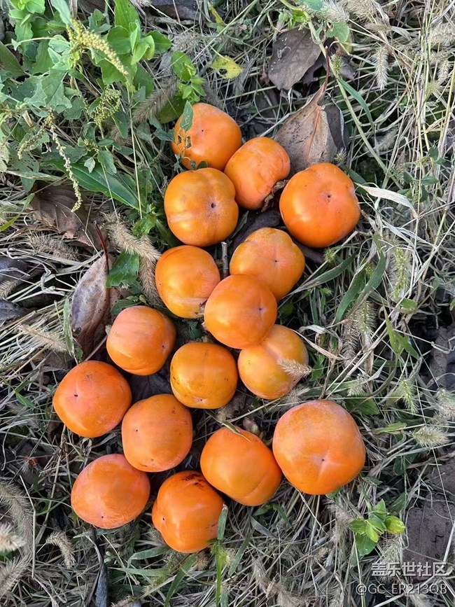 【Galaxy影像】自然的律動(dòng)+ 好"柿"成"霜"