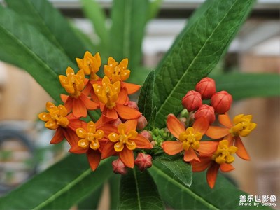 馬利筋，終于盛開了