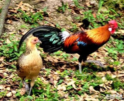 紅原雞和變色龍