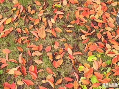 【生活禮贊】+ 行攝雁南公園