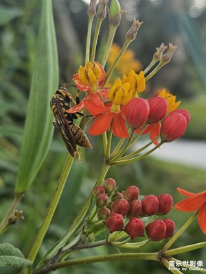 【生活禮贊】蜂