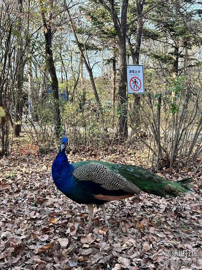 【回顧貼】秋游鳥島，其樂無窮