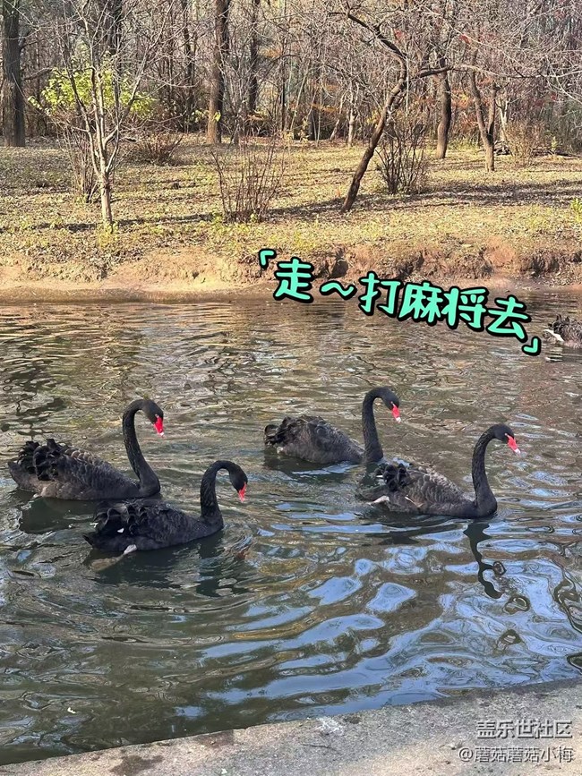 【回顧貼】秋游鳥島，其樂無窮