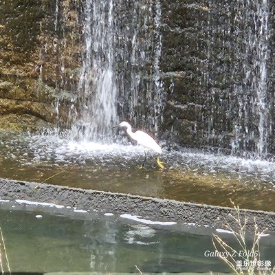【生活禮贊】+ 隨手拍動物