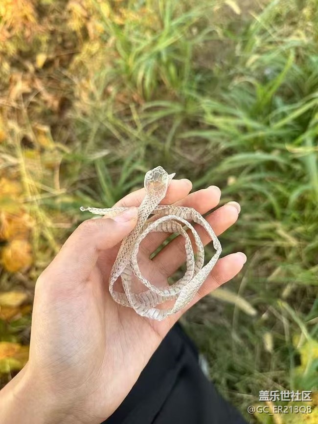 【Galaxy影像】自然的律動(dòng)+ 好"柿"成"霜"