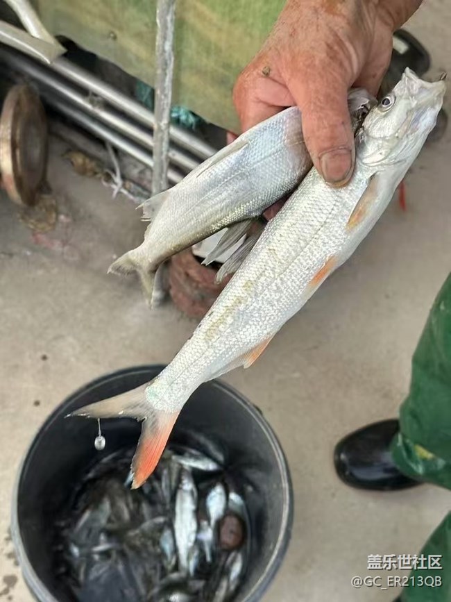 【Galaxy影像】自然的律動(dòng)+ 好"柿"成"霜"