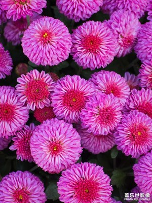 【生活禮贊】+秋菊