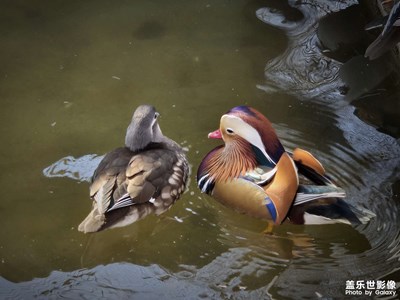 Fold 6遇見美麗【鳥島】