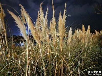 【生活禮贊】+ 今晚蘆葦說