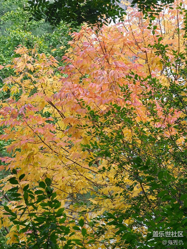 【秋意濃】初見