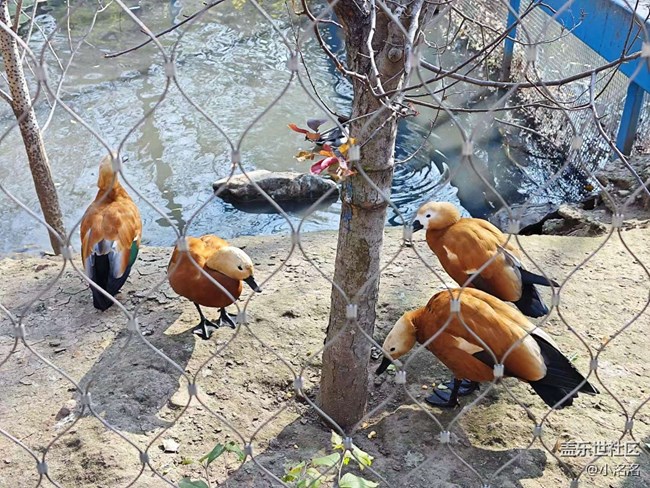 沈陽(yáng)星部落鳥(niǎo)島攝影活動(dòng)回顧