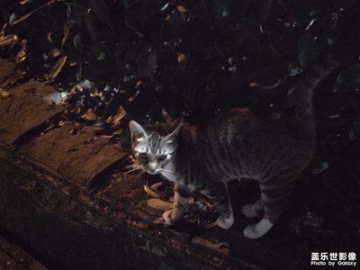 【生活禮贊】+生活里的貓貓