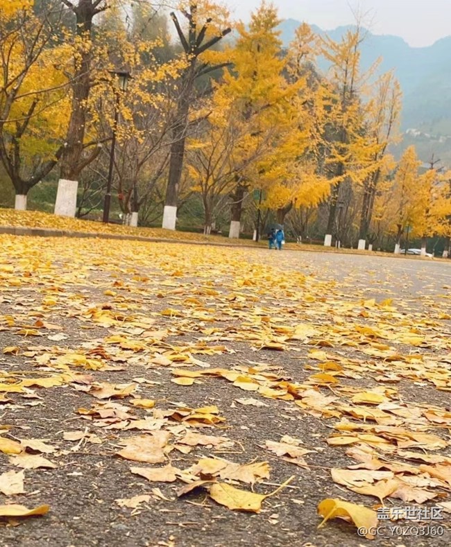 【秋意濃】落葉知秋