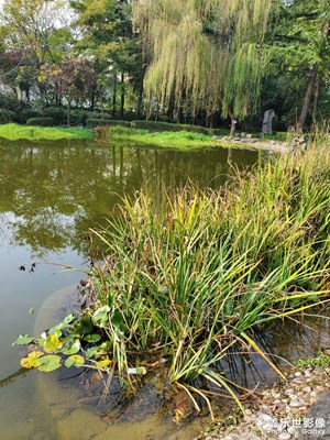 【生活禮贊】+ 午后漫步