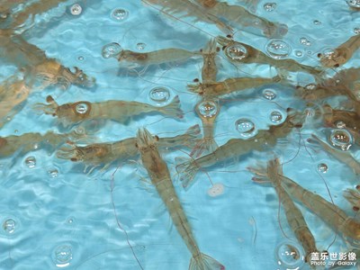 【生活禮贊】+?逛水產(chǎn)品區(qū)