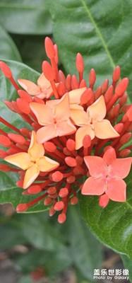 【生活禮贊】+ 秋天里的花