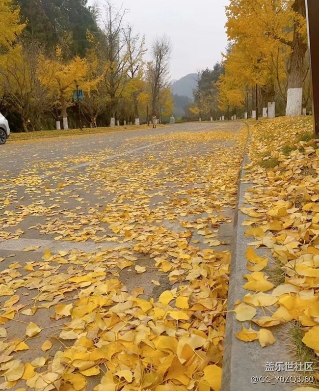 【秋意濃】落葉知秋