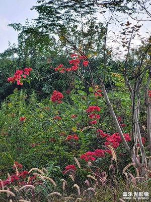 【生活禮贊】+?花兒那樣紅