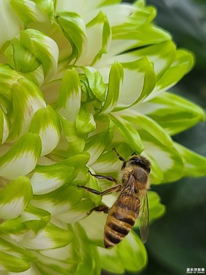 【生活禮贊】秋菊