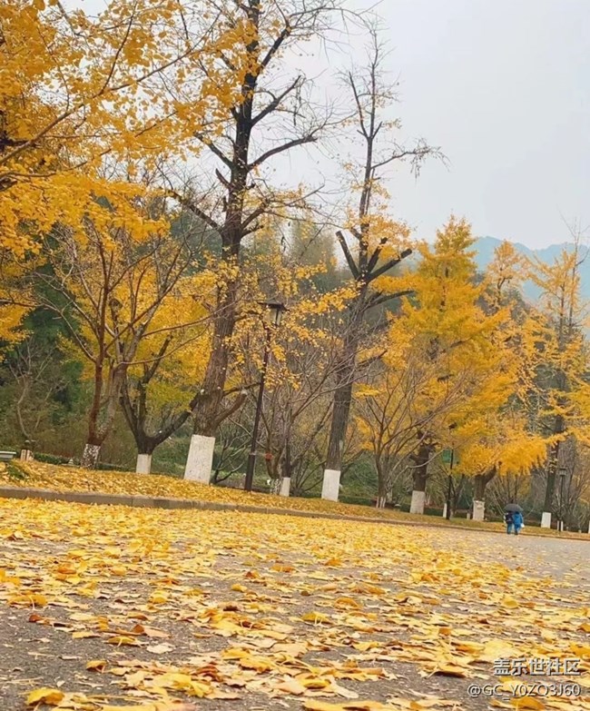 【秋意濃】落葉知秋