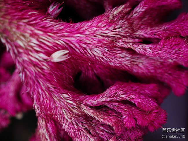 【初冬來】+ 植物過冬啦~