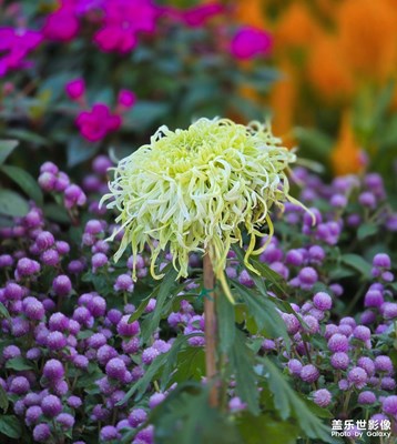 【秋冬時光】+姹紫嫣紅