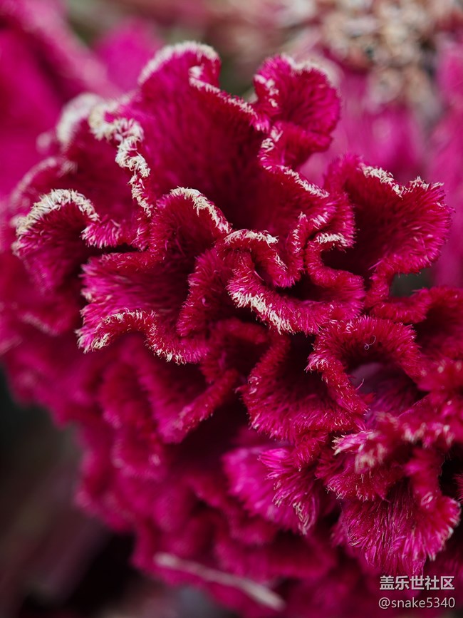 【初冬來】+ 植物過冬啦~