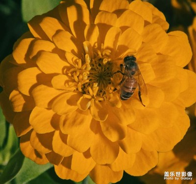 【秋冬時光】+勤勞的小蜜蜂