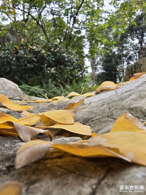 【秋冬時(shí)光】銀杏與殘荷