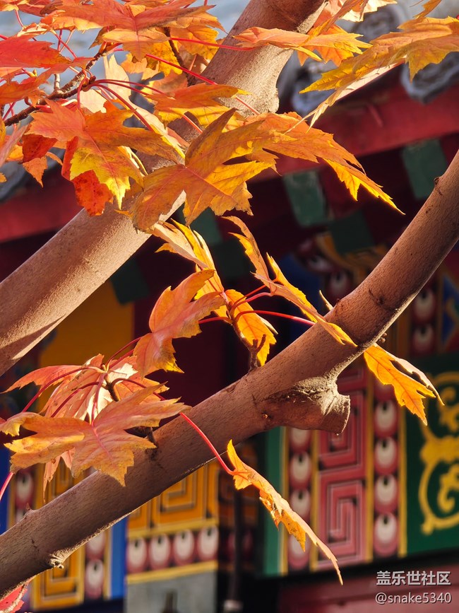 【初冬來】+ 最美的顏色