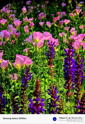 花的浪漫「春風十里，不如你」