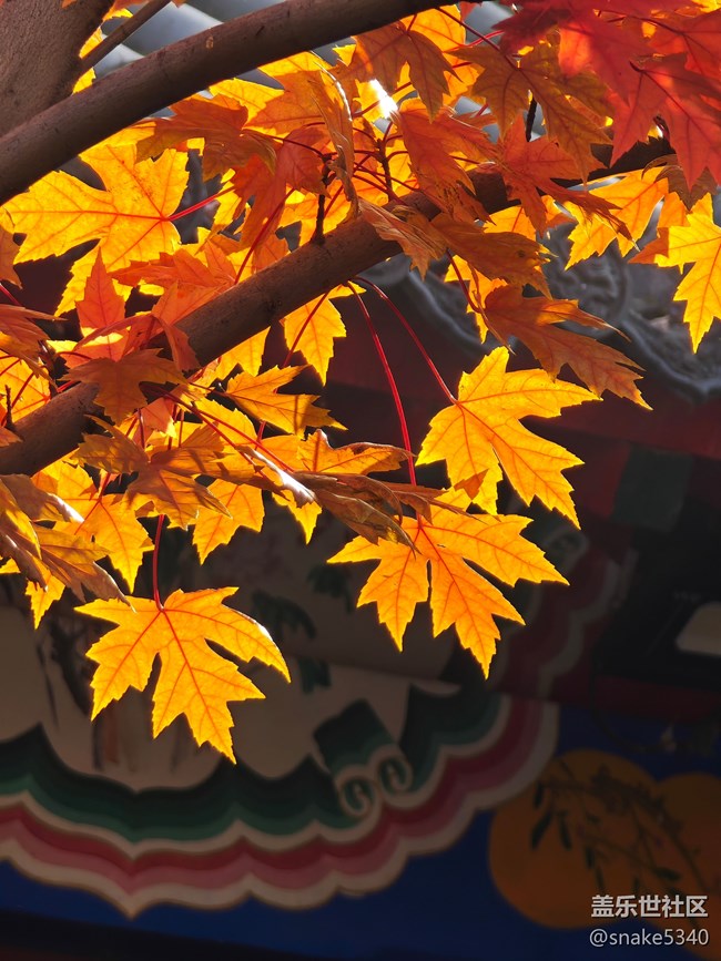 【初冬來】+ 最美的顏色