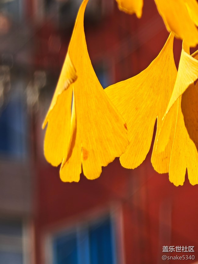 【初冬來】+ 植物過冬啦~