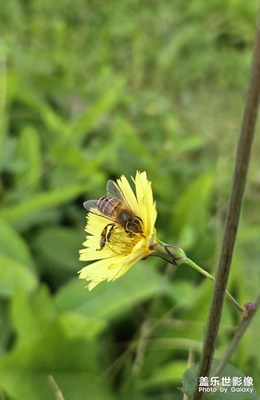 【秋冬時光】+微距下的小蜜蜂