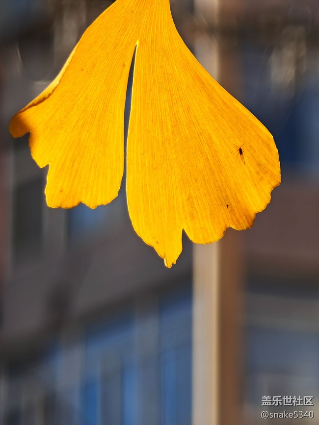 【初冬來】+ 植物過冬啦~