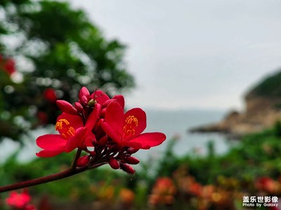 【秋冬時光】+桂山島的珊瑚花