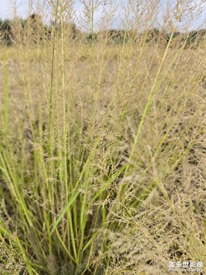 【秋冬時(shí)光】+ 深秋的小草