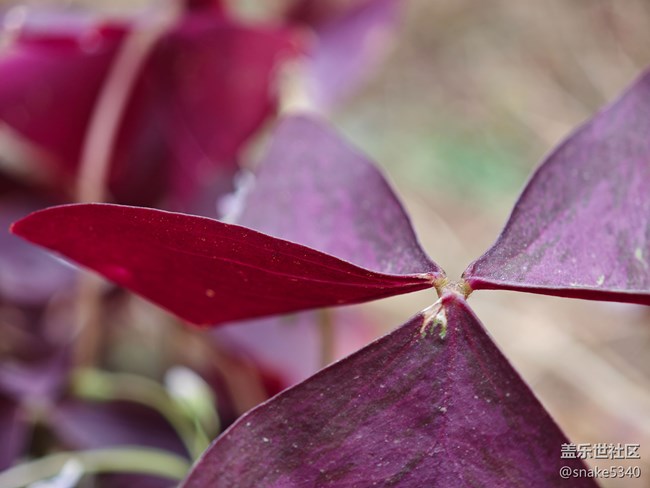 【初冬來】+ 植物過冬啦~
