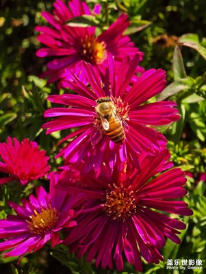 【秋冬時光】+小蜜蜂打工忙