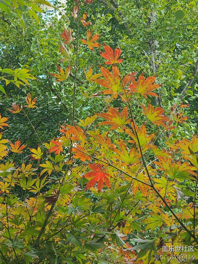 【城市的秋日印記】秋天的公園