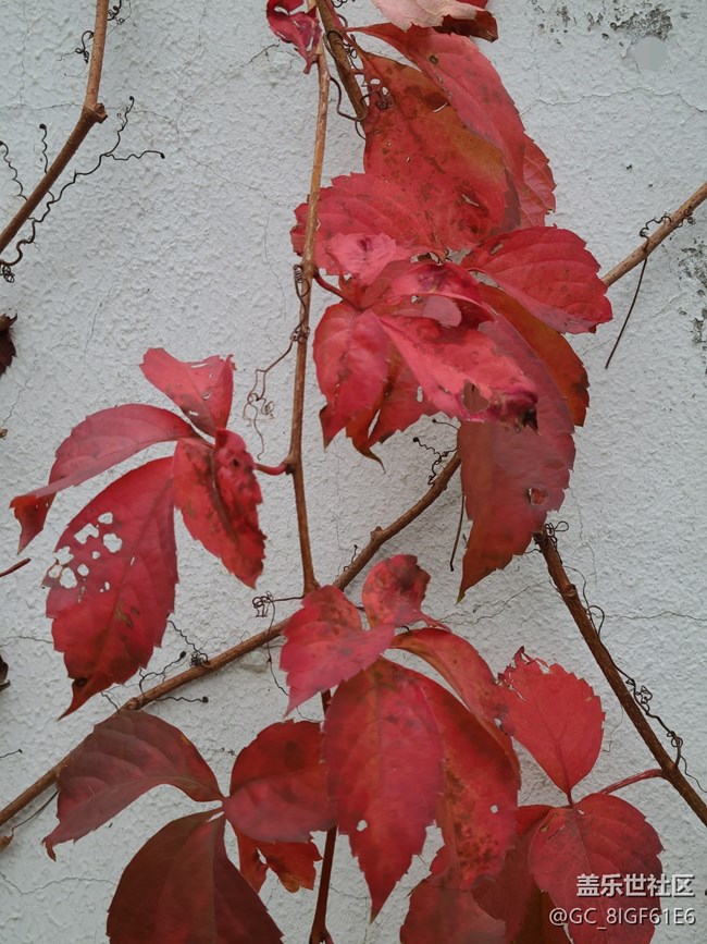 【紅韻流彩】秋天的一抹紅
