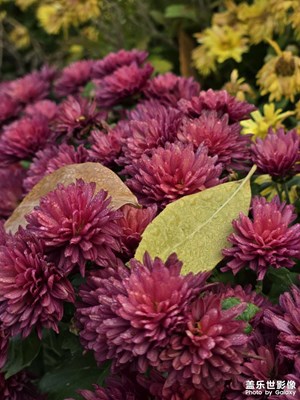 Fold 6【秋菊與落葉】