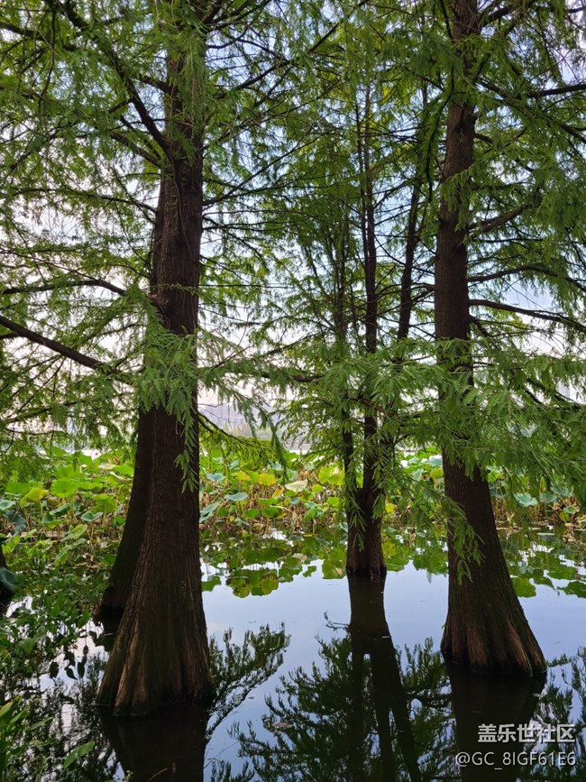 【城市的秋日印記】秋天的公園
